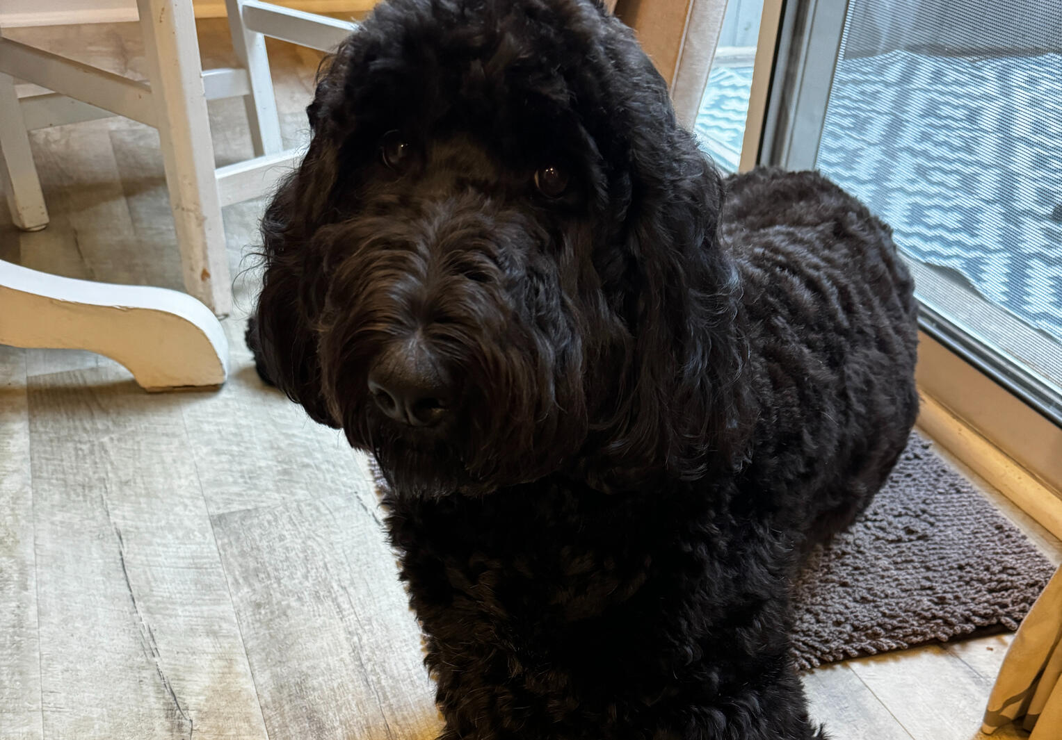 Freshly Groomed