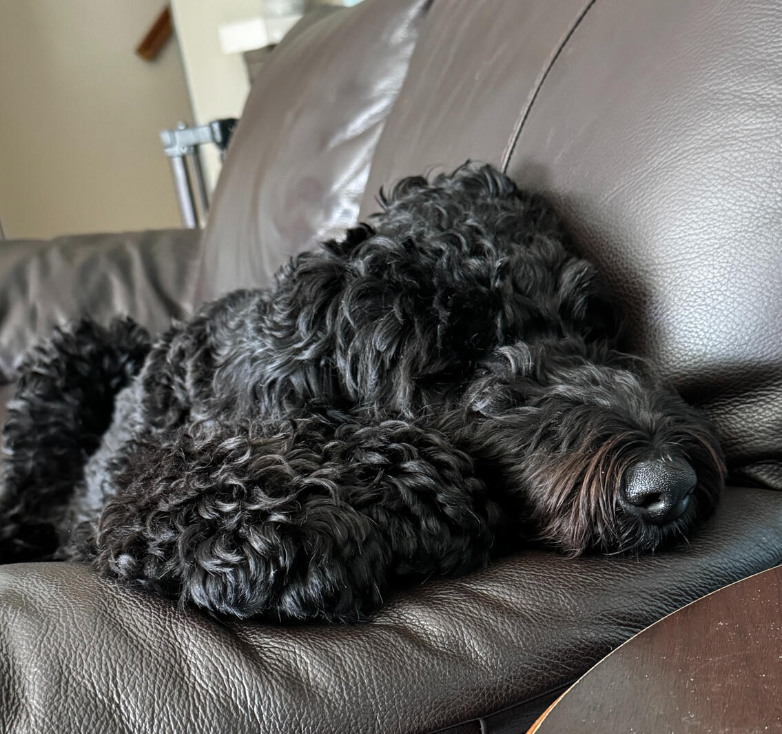 Airedoodle laying on arm of couch.