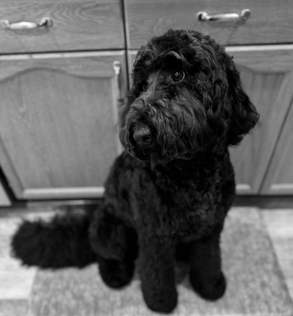 Olive freshly Groomed