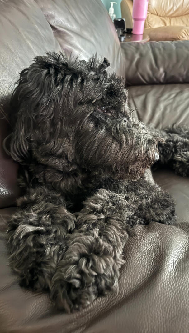 A thinking doggo!