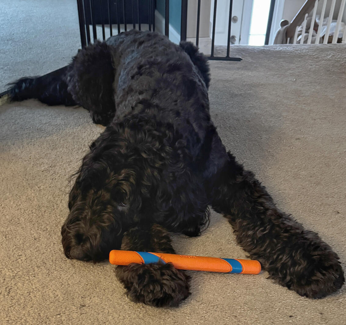 Olive and her favorite bone