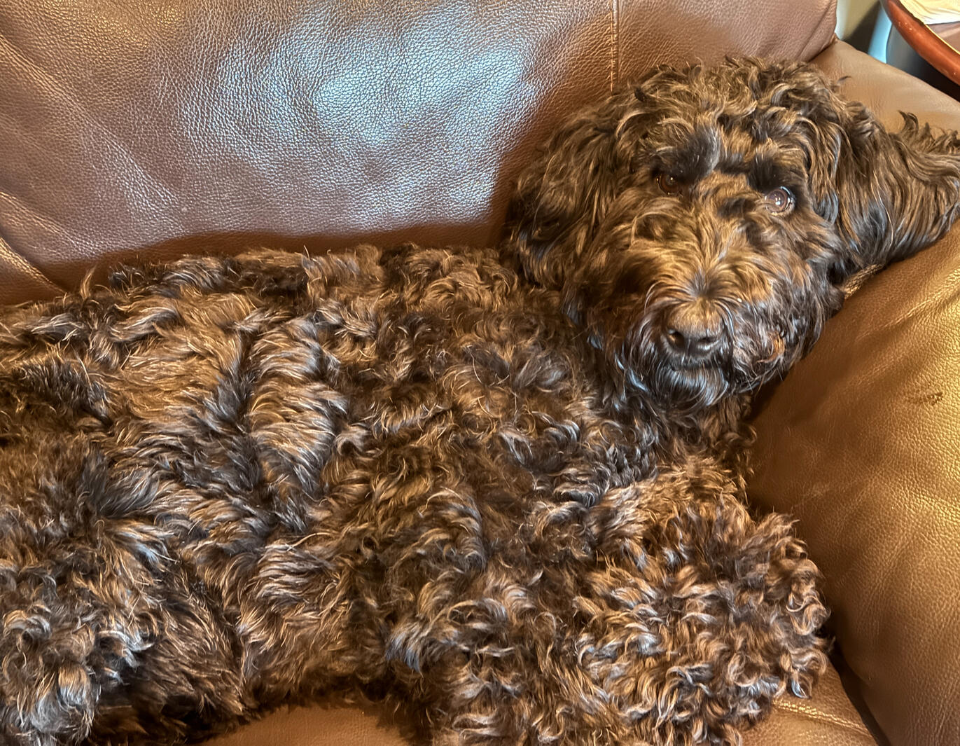 Olive the Airedoodle sitting on the brown couch. Here head resting on the arm rest of the couch. Looking at the camera.