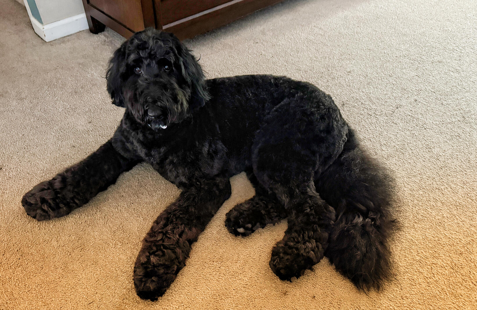 After a fresh grooming.